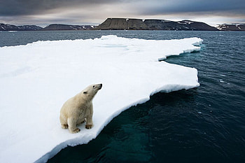 Bear on Ice, on ice, beautiful, bear HD wallpaper