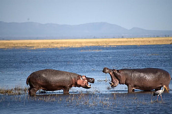 I Said I'm The Boss...LOL, river, hills, endangered, wild, lakes, hippo, nature, mountains, water, male, female HD wallpaper