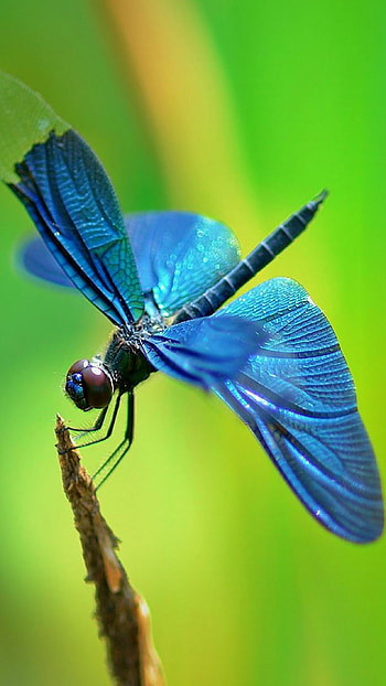 Dragonfly, Beautiful HD phone wallpaper