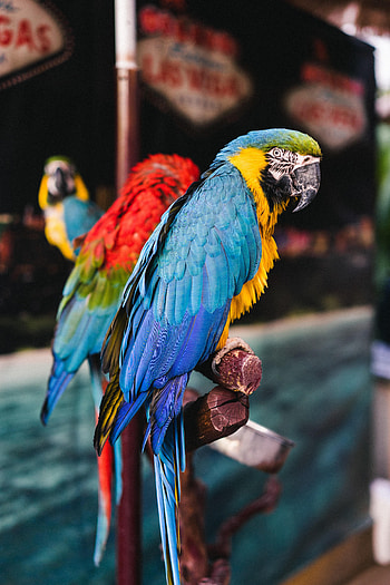 Animals, Birds, Parrots, Multicolored, Motley, Macaw HD phone wallpaper