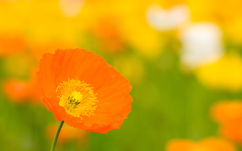Plants, Flowers HD wallpaper