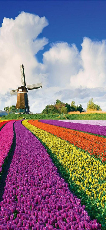 Tulip Farms, Netherlands HD phone wallpaper