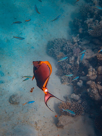 Colorful fish and corals thrive in a vibrant underwater reef ecosystem, showcasing marine biodiversity. HD phone wallpaper