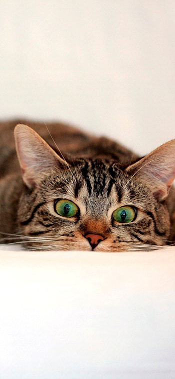 Surprised cat expression, Cute 11 , Hilarious cat reactions, Humorous feline graphs HD phone wallpaper
