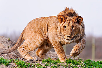 Animals, Lion, Sight, Opinion, Stroll, Hunt, Hunting, Attentiveness, Mindfulness HD wallpaper