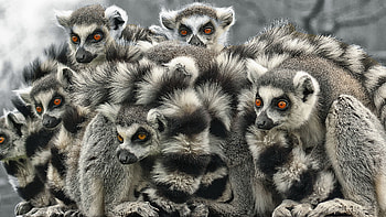 Lemur , Animal backgrounds, Cute primates, Nature HD wallpaper