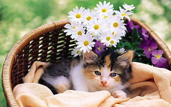 Animals, Flowers, Fluffy, Kitty, Kitten, To Lie Down, Lie, Basket HD wallpaper