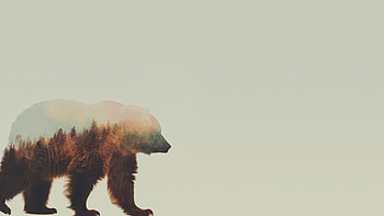Bear , Nature's beauty, Wilderness wonders, Breathtaking visuals HD wallpaper