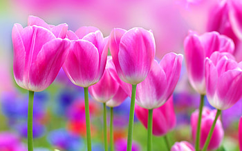 Pink tulip, Delicate and lovely, Impressionist flowers, Artistic beauty HD wallpaper