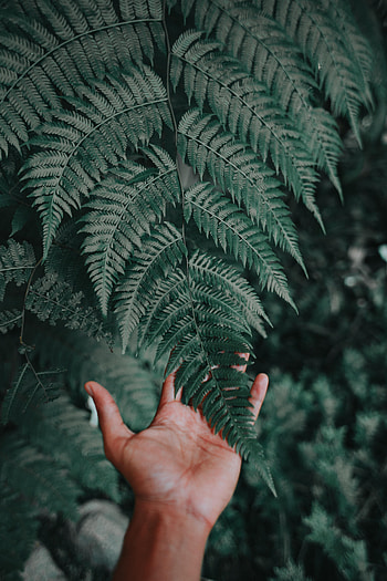 Miscellanea, Miscellaneous, Fern, Palm, Fingers HD phone wallpaper