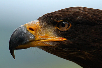 Animals, Beak, Eyes, Predator, Eagle, Profile HD wallpaper