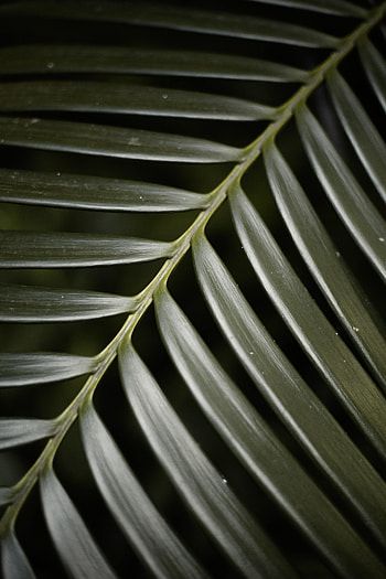 Plant, Macro, Palm, Leaflet HD phone wallpaper