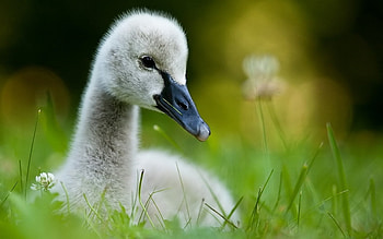 Animals, Birds, Swans HD wallpaper