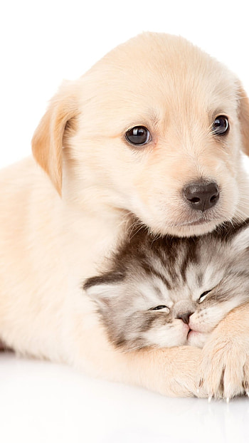 Cat And Dog, Cute kitten and puppy, cutekittenandpuppies, hugging mode, catdoglove HD phone wallpaper