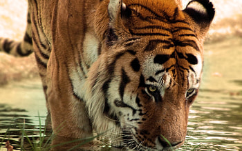 Tiger, cat, bombata, animals HD wallpaper