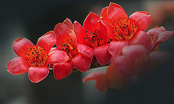 Lovely Flowers, soft, flowers, macro, petals HD wallpaper