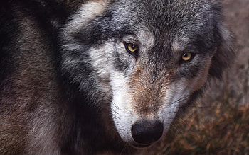 Wolf, animal, face, lup HD wallpaper