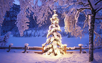 Christmas tree background, Festive season symbol, Decorative beauty, Joyful ambiance HD wallpaper