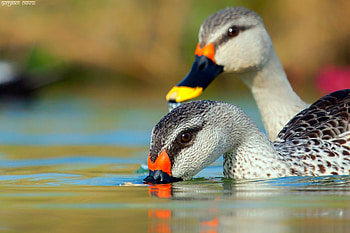 Spot Billed Ducks, duck, rata, satyam dave rajkot gujarat, bird, couple, nature, pasari, water, spot billed HD wallpaper