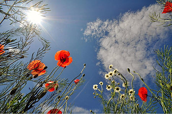 Reach for the Sky, sky, flowers, sun, red HD wallpaper