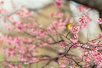 Animal, Japanese white-eye HD wallpaper