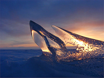Ice Shark, beautiful HD wallpaper
