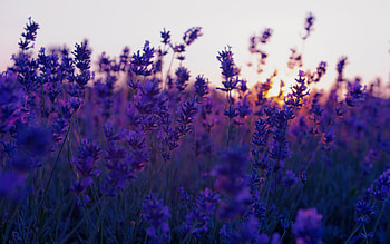 .wiki-Lavender-Flower--Background-PIC-WPE004729 HD wallpaper