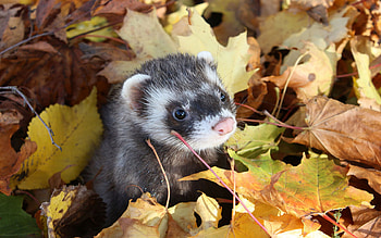 Animals, Ferrets HD wallpaper