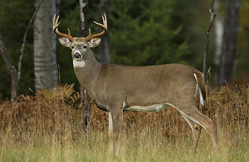 Southfield deer, Edible materials guidelines, Safety measures, Responsible feeding HD wallpaper
