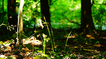 Subscription Library Woods forest, trees background, green nature landscape, ground, august, pan HD wallpaper