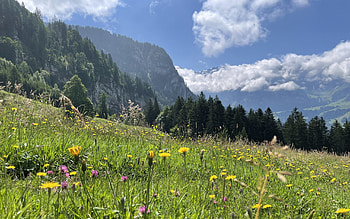 On the way to Engelberg, Switzerland, wildflowers, clouds, trees, sky, alps HD wallpaper