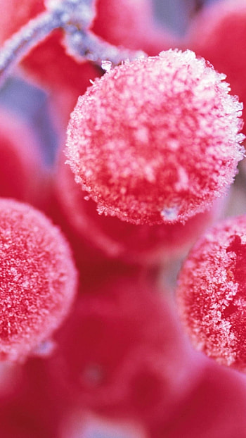 Fruit arrangement, Edible art, Berry bliss, Sweet temptation HD phone wallpaper