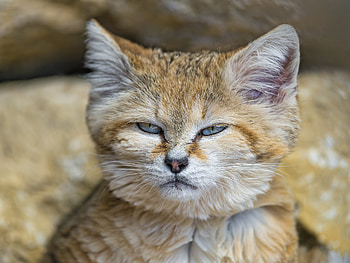 Animals, Cat, Muzzle, Sand Cat, Barn Cat HD wallpaper