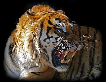 Angry Tiger, angry, tiger HD wallpaper