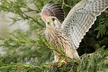 white hawk, white, hawk, tree, bird of prey HD wallpaper
