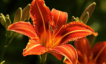 orange lily, nature, orange, flower, lily HD wallpaper