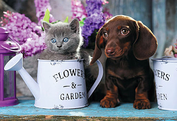 Cute Duo, cute, dog, watering can, flowers, lovely HD wallpaper