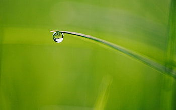 Grass, Reflection, Macro, Drop, Dew HD wallpaper