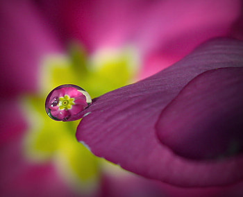 Pink Raindrop Reflection, art , pink, reflection, raindrop, flower, beautiful HD wallpaper