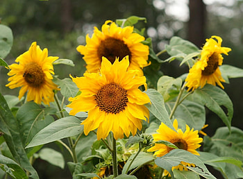 Flowers, Sunflowers, Summer, Blur, Smooth, Greens HD wallpaper