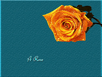 Golden Rose, golden, rose, yellow, raindrops, orange HD wallpaper