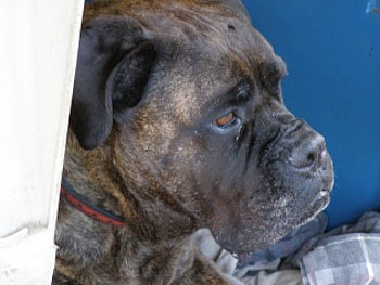 Brindle Bullmastiff, bullie, friend, brindke, bubbles HD wallpaper