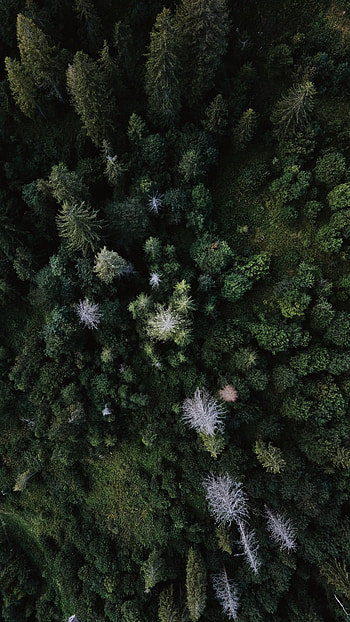 Nature, Trees, Grass, View From Above, Forest HD phone wallpaper