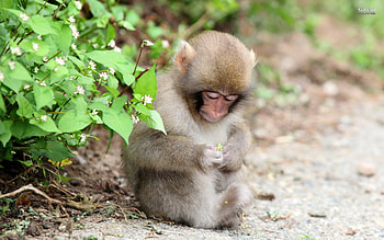 High Resolution Monkey Cute Baby Full Size . HD wallpaper