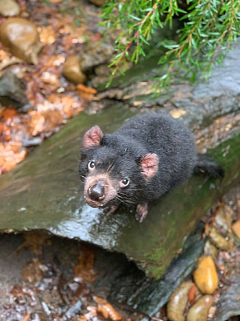 Educational materials, Animal fact files, Tasmanian Devil information, Merlin's education toolbox HD phone wallpaper