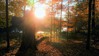 pretty sure this is what a dream feels like - Illinois, leaves, fall, autumn, trees, colors, sun, forest, lake HD wallpaper