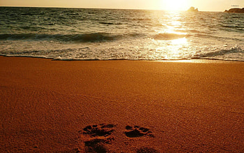 Footprints on Sandy Beach, Beach HD wallpaper