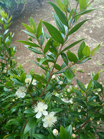 Myrtle Herb, Arrayn variety, Natusfera species, Floral allure HD phone wallpaper