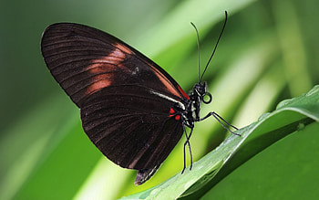 Patterns, Macro, Butterfly, Wings, Antennae, Tendrils HD wallpaper