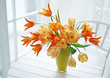 Still life, window, flower, nature, petal HD wallpaper